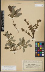 Foto von Salix rhaetica Andersson